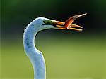 Grande aigrette avec poisson dans le bec