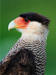 Caracara huppé