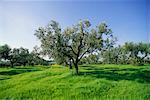 Olive Grove, Italy