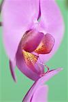 Close-up of Phalaenopsis Orchid