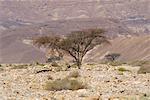 Negev Desert, Israel