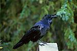 Grand Corbeau sur poteau de clôture, le Parc National Banff, Alberta, Canada