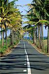 Route et palmiers, Ile Maurice