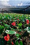 Anthurium Flowers in Greenhouse