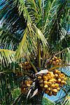 Coconut Palm, Mauritius