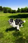 Border Collie en cours d'exécution