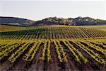 Vue d'ensemble du vignoble, Californie, USA