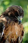 Red-Tailed Hawk, Botanical Gardens, Stanley Park, Vancouver, British Columbia, Canada