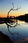 Branche d'arbre morts sur la lagune, Mungerannie, South Australia, Australie