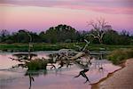 Dead Tree in Lagoon, Mungerannie, South Australia, Australia