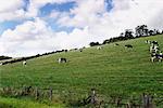 Champ des vaches, au nord de Bath, Angleterre