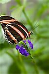 Bandes Orange papillon sur fleur