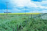 Field in the Country, Alberta, Canada