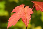 Feuilles à l'automne