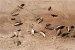 Lions de mer, la péninsule Valdez, Province de Chubut, en Argentine, Patagonie