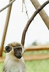 Close-Up of Vervet Monkey