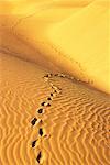 Footprints in Desert