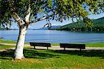 Bouleau et bancs de parc, lac George, parc des Adirondacks, New York, USA