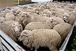 Sheep, Peninsula Valdez, Chubut Province, Argentina, Patagonia