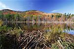 Étang de castors à l'automne, parc des Adirondacks, New York, USA