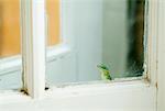 Statia Bank Tree Anole Peeking Through Window