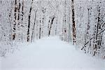 Chemin couvert de neige à travers la forêt
