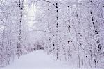 Piste de ski en forêt,