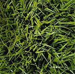 Close Up of Grass