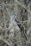 Great Grey Owl