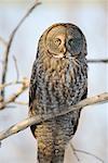 Great Grey Owl