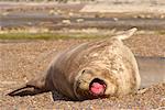 Southern Elephant Seal, Punta Delgada, Peninsula Valdez, Chubut Province, Argentina, Patagonia