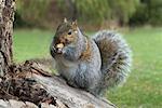 Squirrel Eating Peanut