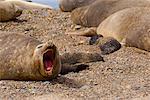 Southern Elephant Seals, Punta Delgada, péninsule Valdez, Province de Chubut, en Argentine, Patagonie