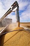 Grain Pouring into Truck Trailer