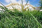 Close Up of Grass in Front of House, Calgary, Alberta, Canada