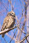 Barred Owl, Atchafalaya Basin, Louisiana, USA