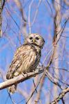 Barred Owl, Atchafalaya Basin, Louisiana, USA