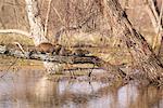 Famille de ragondin, bassin de l'Atchafalaya, Louisiane, Etats-Unis