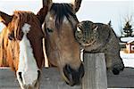 Horses and Cat on Fence