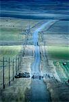 Cattle Drive, Near Pincher Creek, Alberta, Canada