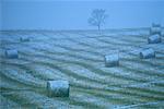 Hay Bales Covered in Snow, Near Cochrane, Alberta, Canada