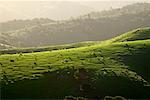 Field, Waiheke Island, New Zealand