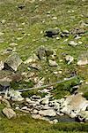 Tour Group Crossing Bridge, Kosciuszko National Park, New South Wales, Australia