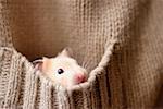 Hamster in Sweater