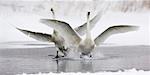 Cygne atterrit sur le lac, le lac Kuccharo, Hokkaido, Japon