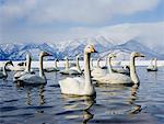 Swans on Lake, Lake Kuccharo, Hokkaido, Japan