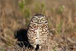 Burrowing Owl, Cape Coral, Florida, USA