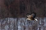 White-tailed Sea Eagle