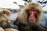 Japanese Macaques Grooming