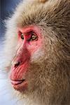 Japanese Macaque